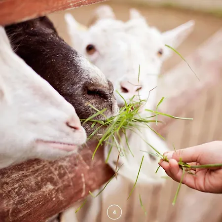 Apartamento Waldklang - Refugio - Hund - Zaun - Smart *